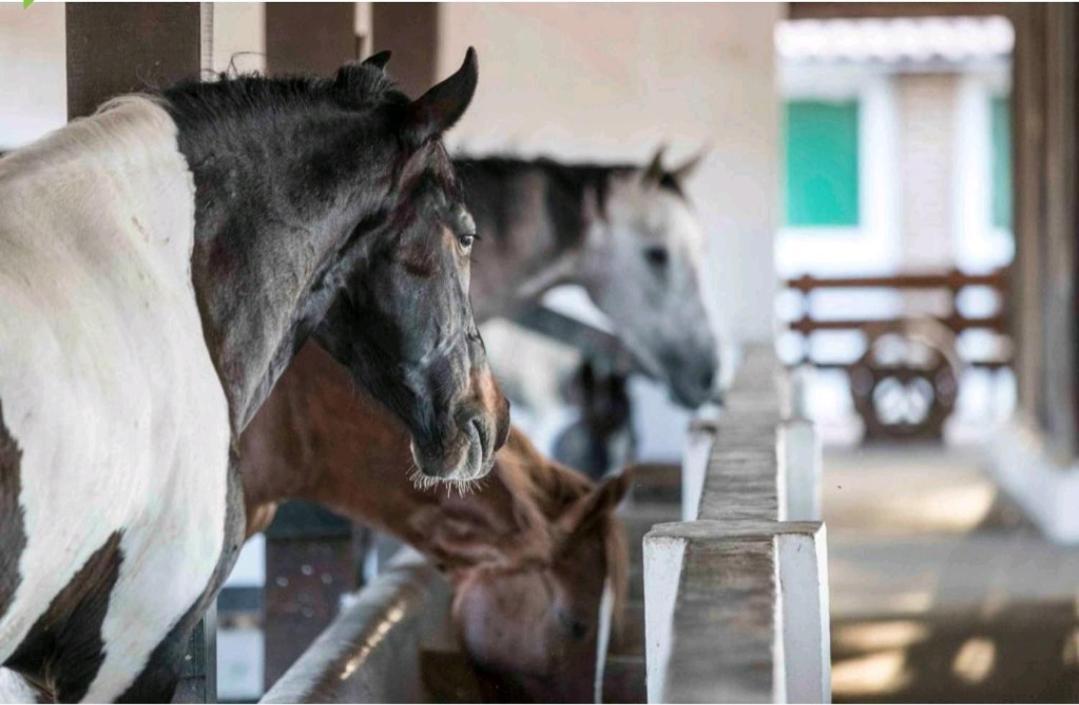 Apart Hotel Fazenda Monte Castelo - Gravata Zewnętrze zdjęcie